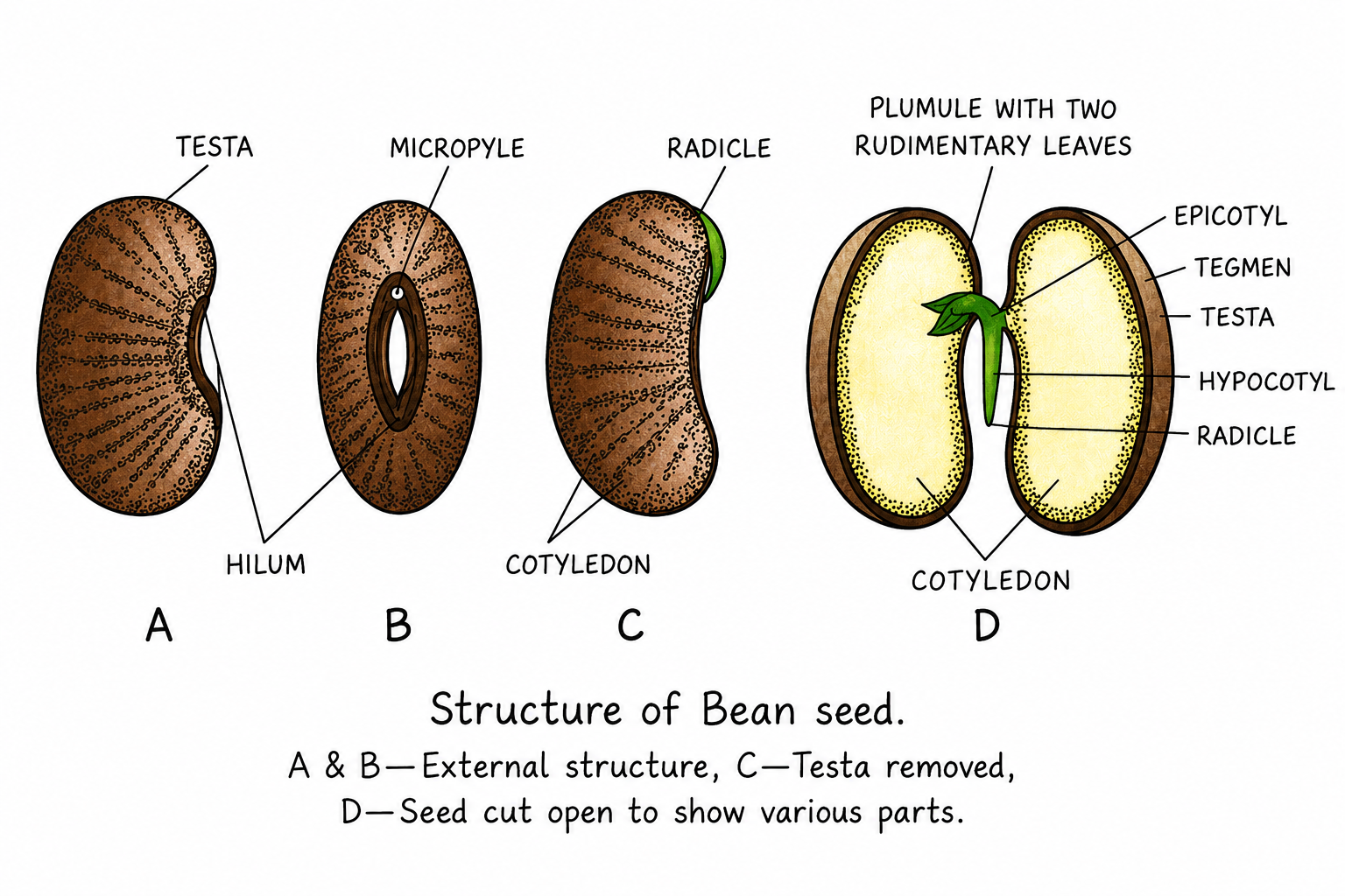 Comparison between Fruit, Seed, and Grain